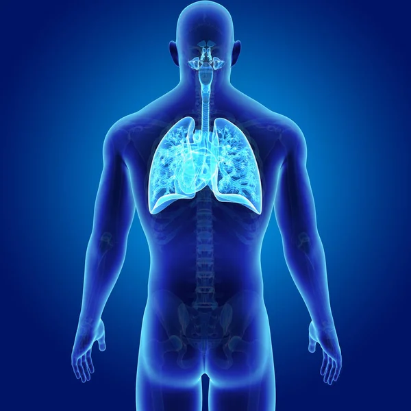 Pulmones y corazón con esqueleto — Foto de Stock
