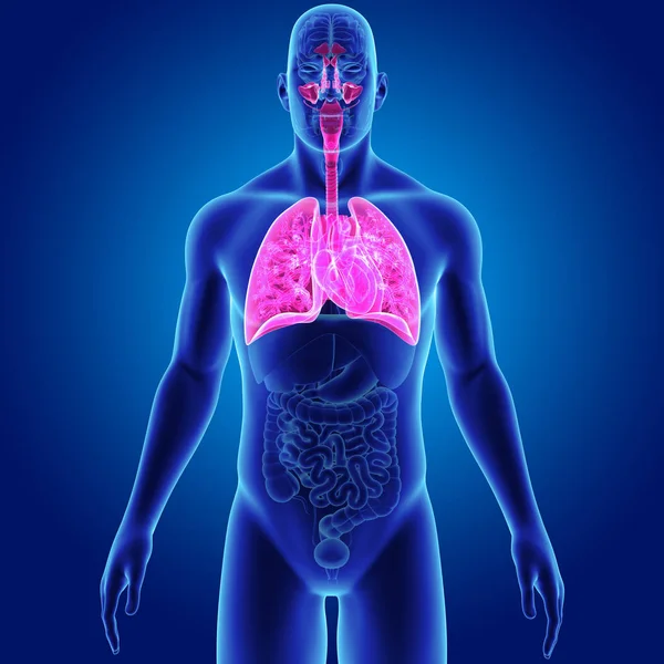 肺和心脏器官 — 图库照片