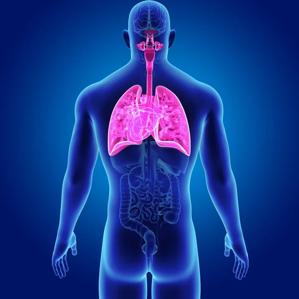 Pulmones y corazón con órganos — Foto de Stock