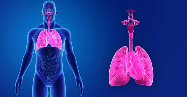 Lungs and Heart zoom — Stock Photo, Image