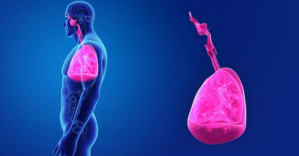 Lungs and Heart zoom — Stock Photo, Image