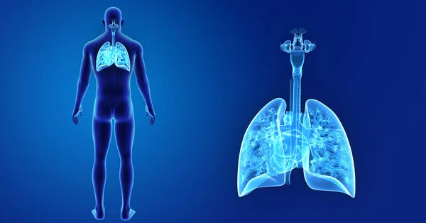 Pulmones y zoom cardíaco con cuerpo — Foto de Stock