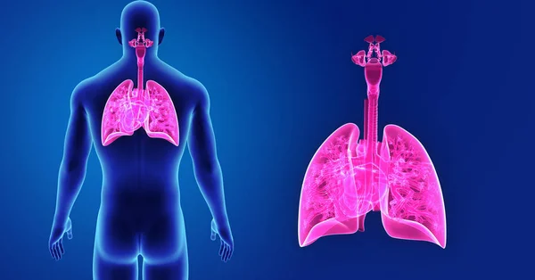 Polmoni e Cuore zoom con corpo — Foto Stock