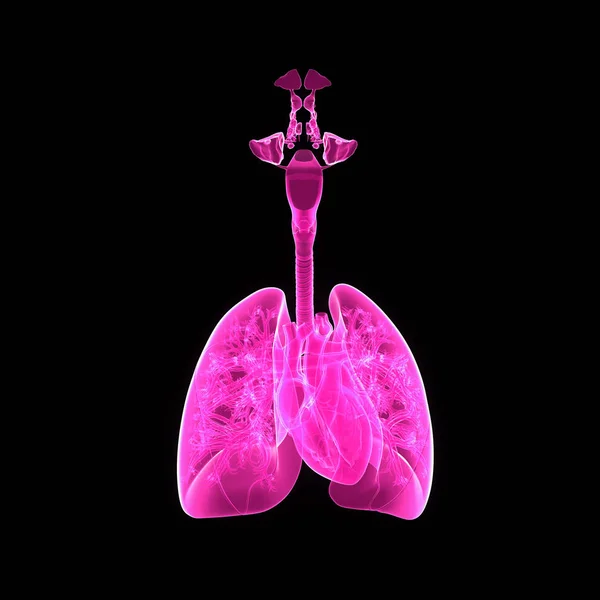 Легенів і серця спереду — стокове фото