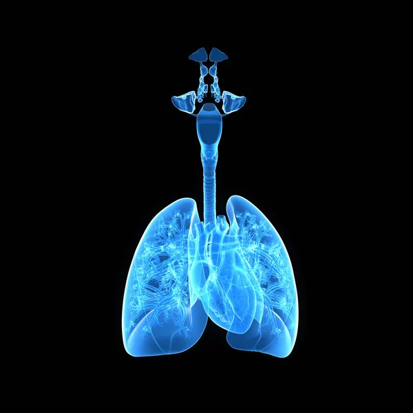 肺と心臓の前方ビュー — ストック写真