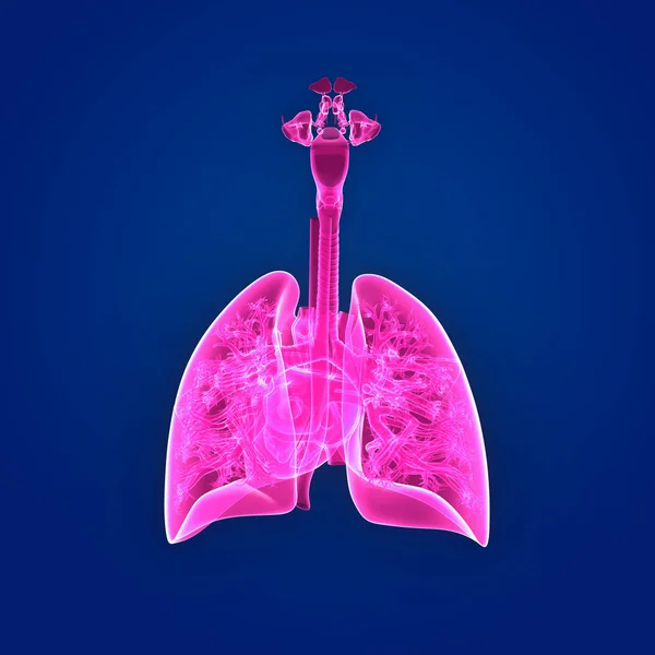 Pulmones y vista posterior del corazón —  Fotos de Stock