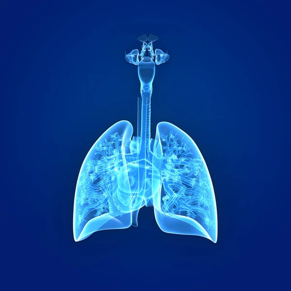 Lungs and Heart posterior view — Stock Photo, Image