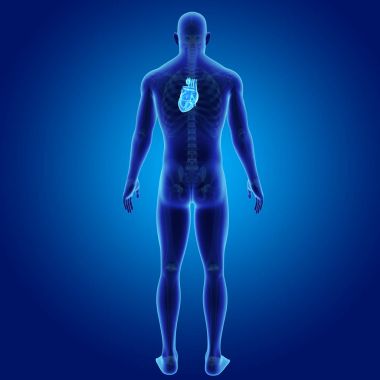 Kalp iskelet arka Manzaralı