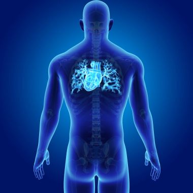 Kalp iskelet arka Manzaralı