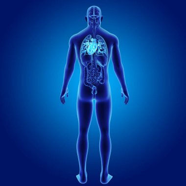 Kalp organlara arka Manzaralı