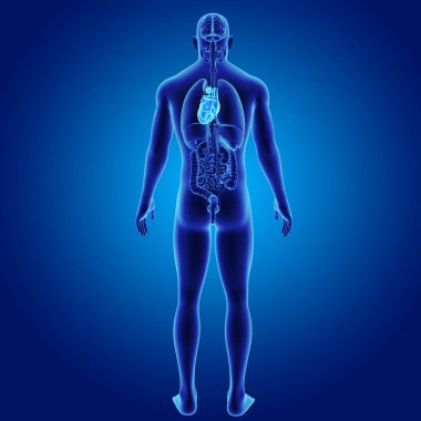 Kalp organlara arka Manzaralı