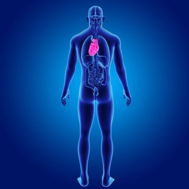 Kalp organlara arka Manzaralı