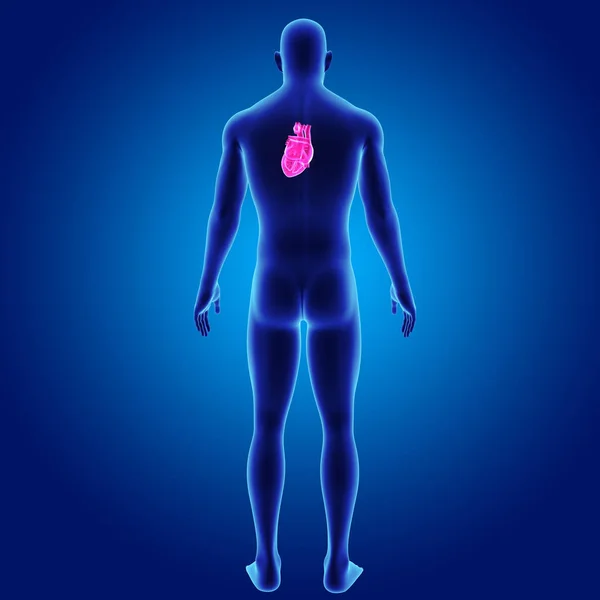 Serce z ciała widok tylnej — Zdjęcie stockowe