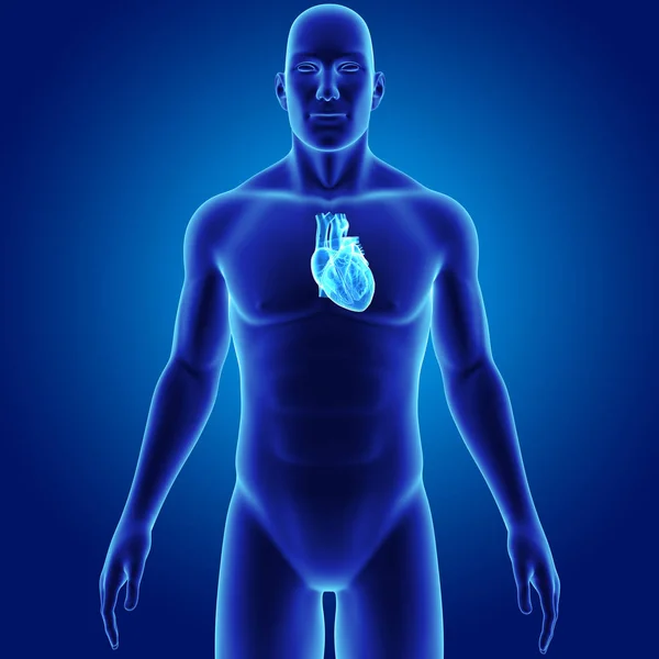 Serce z ciała przedni widok — Zdjęcie stockowe