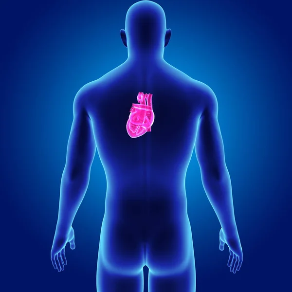 Heart with body posterior view — Stock Photo, Image