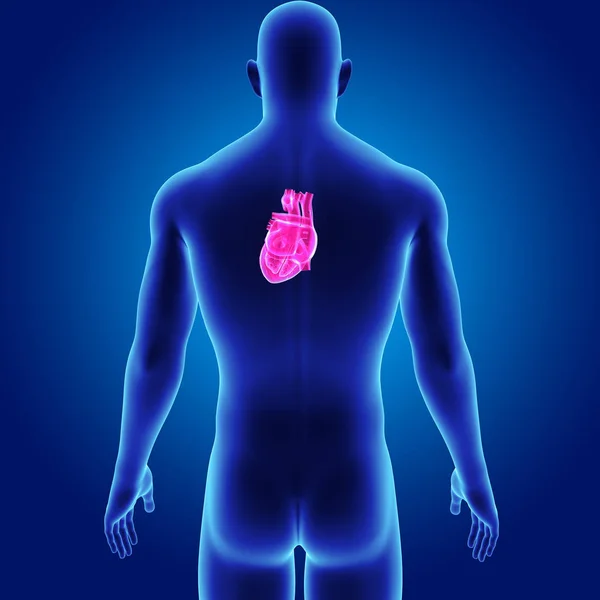 Heart with body posterior view