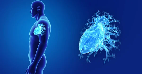 Heart zoom with body lateral view — Stock Photo, Image