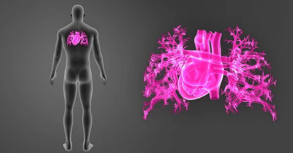 Масштабування серця за допомогою заднього виду тіла — стокове фото