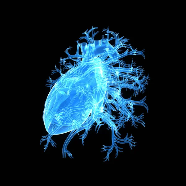 Heart lateral view — Stock Photo, Image