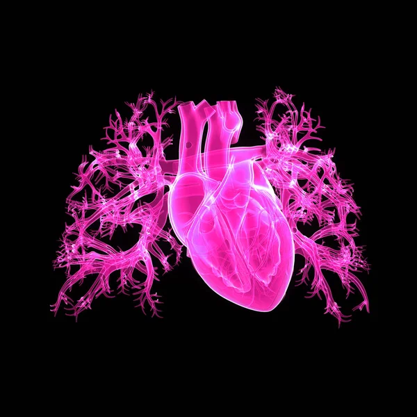 Heart anterior view — Stock Photo, Image