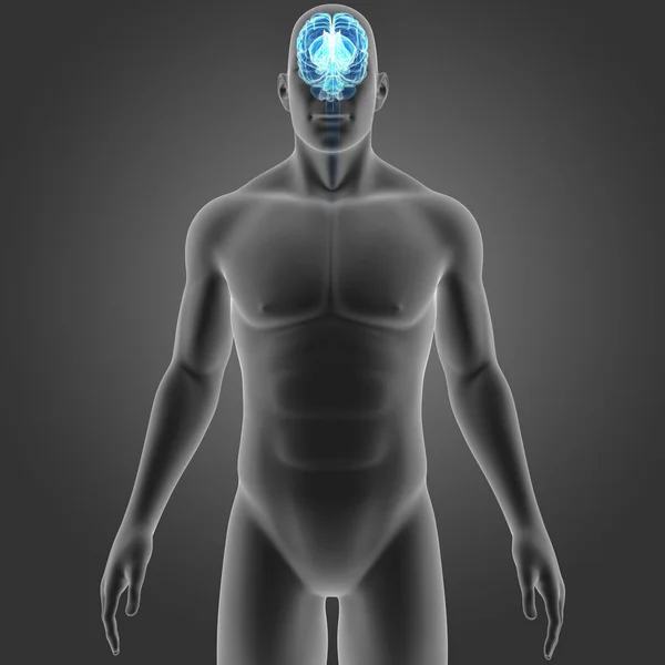 몸 앞쪽에 보기와 뇌 — 스톡 사진