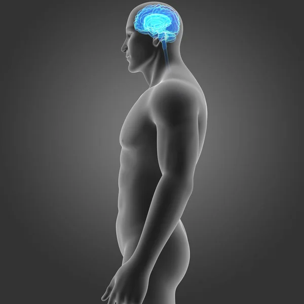 Beyin vücut Oda — Stok fotoğraf
