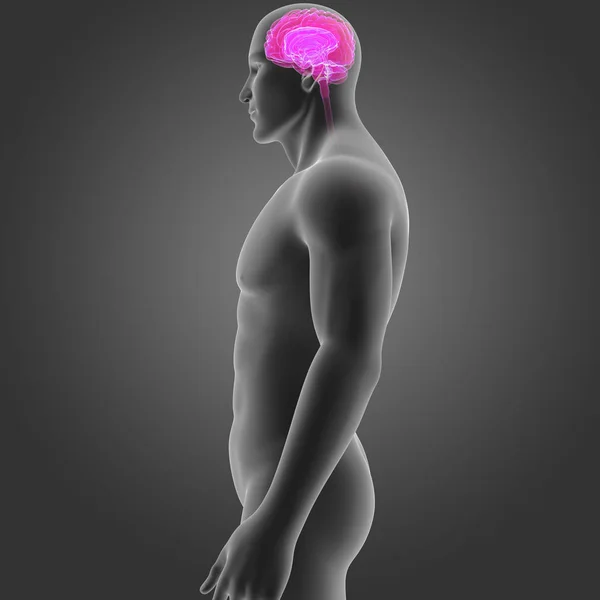 Cérebro com vista lateral do corpo — Fotografia de Stock