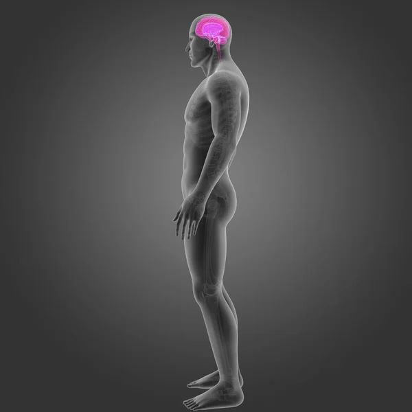 Cerebro con esqueleto vista lateral — Foto de Stock