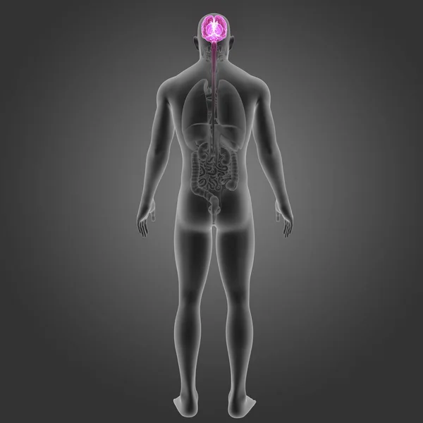 Cérebro com visão posterior de órgãos — Fotografia de Stock