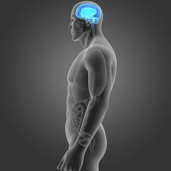 Hjerne med organer lateral visning - Stock-foto