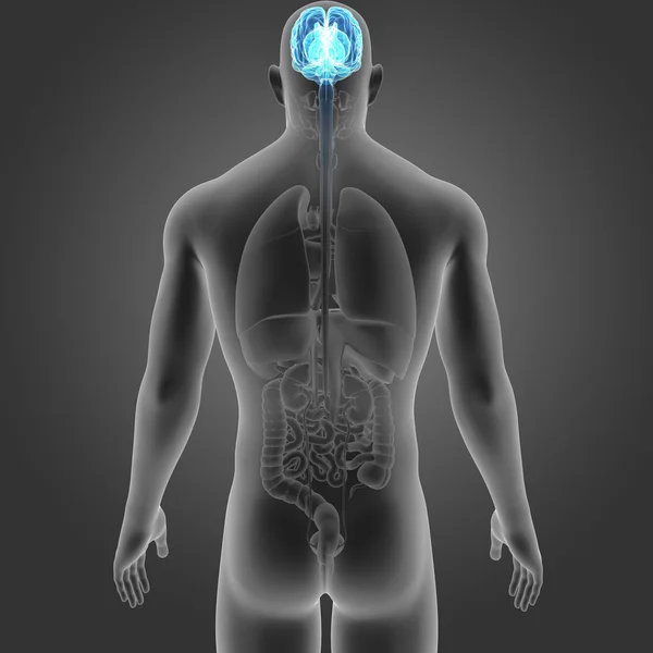 Cervello con organi vista posteriore — Foto Stock