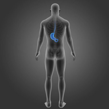 Mide iskelet arka Manzaralı