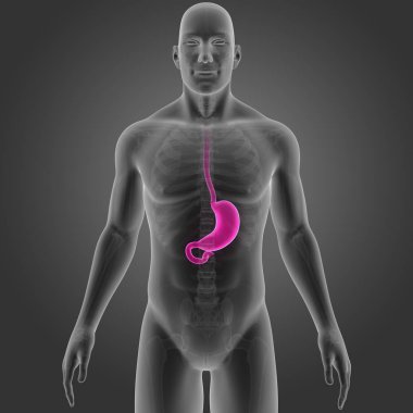 Mide iskelet ön Manzaralı