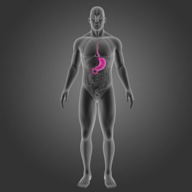 Mide organları ön Manzaralı