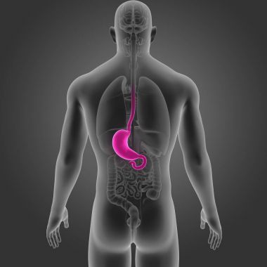 Mide organları arka Manzaralı