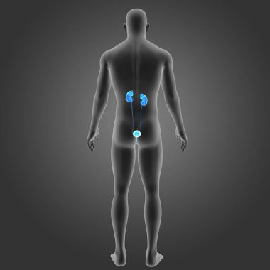 Beden ile üriner sistem  