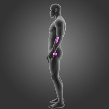 Beden ile üriner sistem 