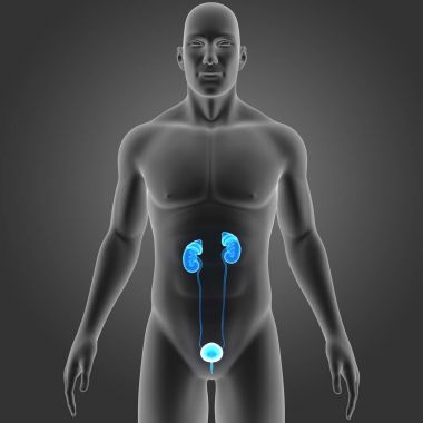 Beden ile üriner sistem