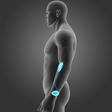 Beden ile üriner sistem 