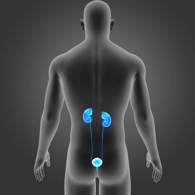 Beden ile üriner sistem  