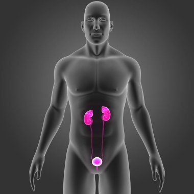 Beden ile üriner sistem