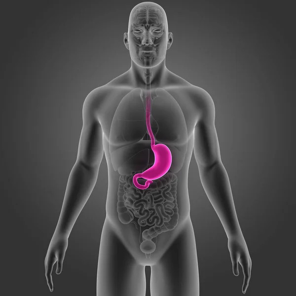 胃和器官前视图 — 图库照片