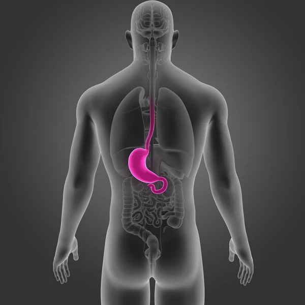 Estómago con órganos vista posterior —  Fotos de Stock