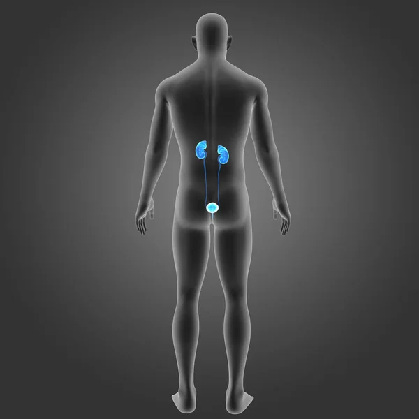 Мочевыделительная система с телом — стоковое фото