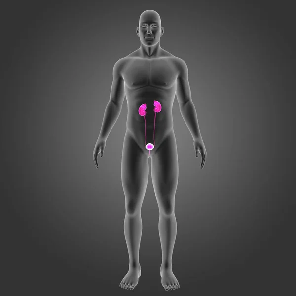 Urinary system with body — Stock Photo, Image