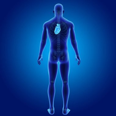 Kalp iskelet arka Manzaralı