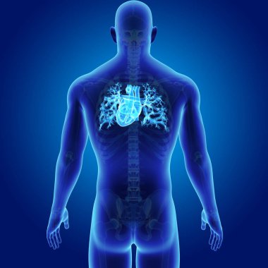 Kalp iskelet arka Manzaralı