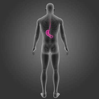 Mide iskelet arka Manzaralı