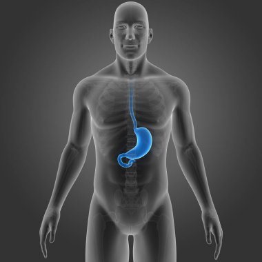 Mide iskelet ön Manzaralı