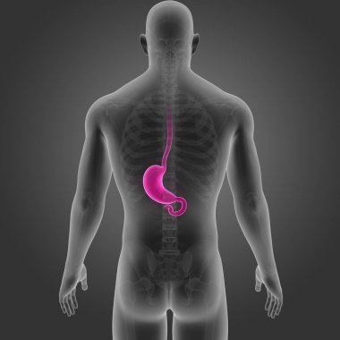 Mide iskelet arka Manzaralı